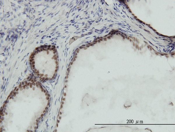 2 - RPA3 Antibody (monoclonal) (M01) AT3699a