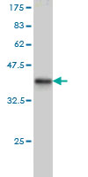 1 - RPA3 Antibody (monoclonal) (M01) AT3699a