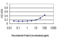 10 - RPL19 Antibody (monoclonal) (M01) AT3704a