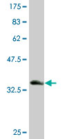 1 - RPL36A Antibody (monoclonal) (M01) AT3706a