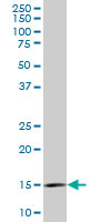1 - RPL36A Antibody (monoclonal) (M01) AT3706a
