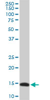 1 - RPL36A Antibody (monoclonal) (M01) AT3706a