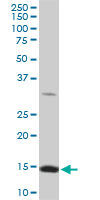 1 - RPL36A Antibody (monoclonal) (M01) AT3706a