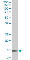 1 - RPL36A Antibody (monoclonal) (M01) AT3706a