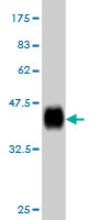 1 - RPL36A Antibody (monoclonal) (M02) AT3707a