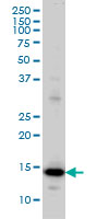 1 - RPL36A Antibody (monoclonal) (M02) AT3707a