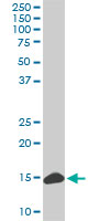 1 - RPL36A Antibody (monoclonal) (M02) AT3707a
