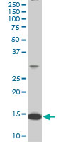 1 - RPL36A Antibody (monoclonal) (M02) AT3707a