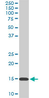 1 - RPL36A Antibody (monoclonal) (M02) AT3707a