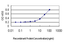 10 - RPL36A Antibody (monoclonal) (M02) AT3707a
