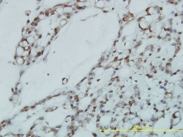 2 - RPL39L Antibody (monoclonal) (M01) AT3708a