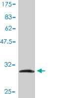 1 - RPL39L Antibody (monoclonal) (M01) AT3708a