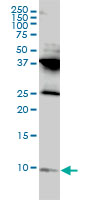 1 - RPL39L Antibody (monoclonal) (M01) AT3708a