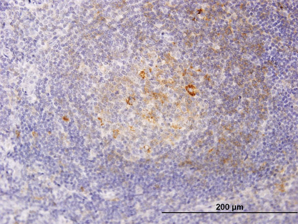 2 - RSC1A1 Antibody (monoclonal) (M01) AT3731a