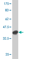 1 - RSC1A1 Antibody (monoclonal) (M01) AT3731a