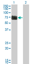 1 - RTN2 Antibody (monoclonal) (M05) AT3734a