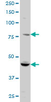 1 - RUFY1 Antibody (monoclonal) (M01) AT3735a