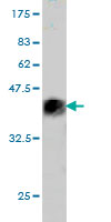 1 - SALF Antibody (monoclonal) (M01) AT3768a