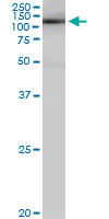 1 - SALF Antibody (monoclonal) (M01) AT3768a