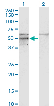 1 - SC65 Antibody (monoclonal) (M01) AT3776a