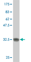 1 - SCAND2 Antibody (monoclonal) (M01) AT3779a