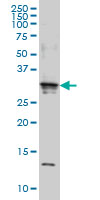 1 - SCAND2 Antibody (monoclonal) (M01) AT3779a