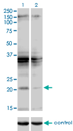 1 - SCAND2 Antibody (monoclonal) (M01) AT3779a