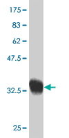 1 - SCAND2 Antibody (monoclonal) (M02) AT3780a