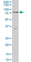 1 - SCMH1 Antibody (monoclonal) (M02) AT3789a