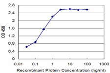 10 - SCML1 Antibody (monoclonal) (M01) AT3790a