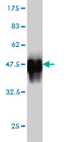 1 - SCML1 Antibody (monoclonal) (M01) AT3790a