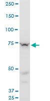 1 - SETX Antibody (monoclonal) (M05) AT3834a
