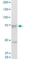 1 - SETX Antibody (monoclonal) (M05) AT3834a