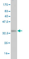 1 - SFRS10 Antibody (monoclonal) (M01) AT3844a