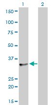 1 - SFRS10 Antibody (monoclonal) (M01) AT3844a