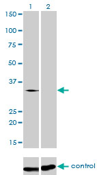 1 - SFRS10 Antibody (monoclonal) (M01) AT3844a