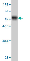 1 - SGCB Antibody (monoclonal) (M01) AT3852a