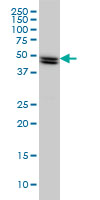 1 - SH2D4A Antibody (monoclonal) (M01) AT3865a