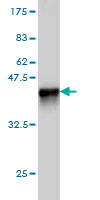 1 - SH3BP2 Antibody (monoclonal) (M01) AT3868a