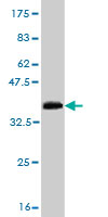 1 - SH3D19 Antibody (monoclonal) (M01) AT3872a