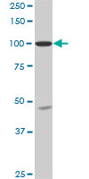 1 - SH3D19 Antibody (monoclonal) (M01) AT3872a