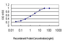 10 - SH3MD2 Antibody (monoclonal) (M01) AT3876a