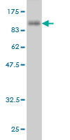 1 - SHC4 Antibody (monoclonal) (M01) AT3882a