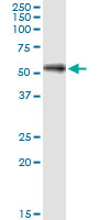 1 - SHC4 Antibody (monoclonal) (M01) AT3882a