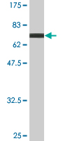 1 - SIGIRR Antibody (monoclonal) (M01) AT3886a