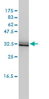 1 - SIGIRR Antibody (monoclonal) (M01) AT3886a