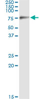 5 - SIGLEC6 Antibody (monoclonal) (M02) AT3887a