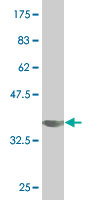 1 - SIGLEC6 Antibody (monoclonal) (M02) AT3887a
