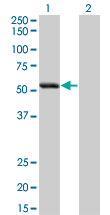 1 - SIGLEC6 Antibody (monoclonal) (M02) AT3887a
