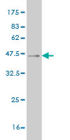 1 - SIX4 Antibody (monoclonal) (M07) AT3895a